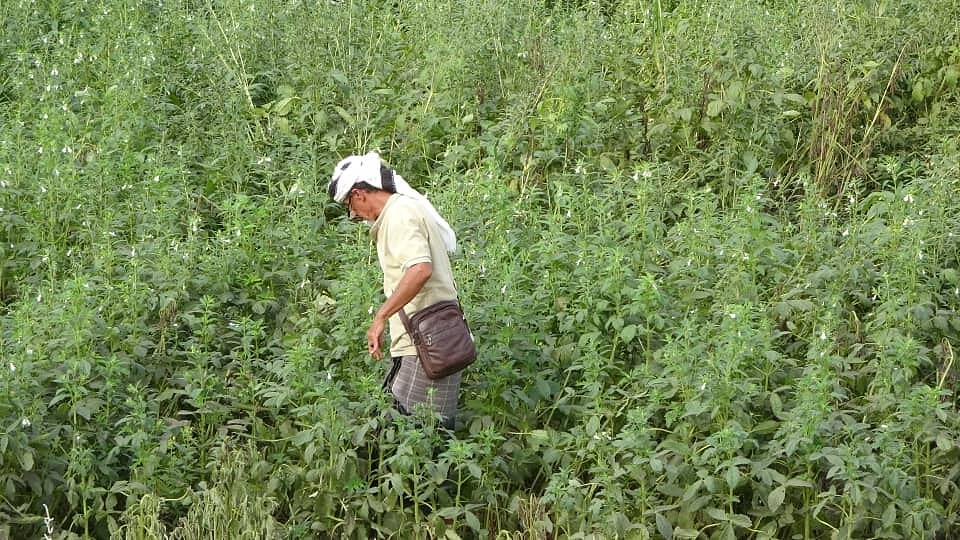 WhatsApp Image 2024-11-21 at 7.03.28 PM